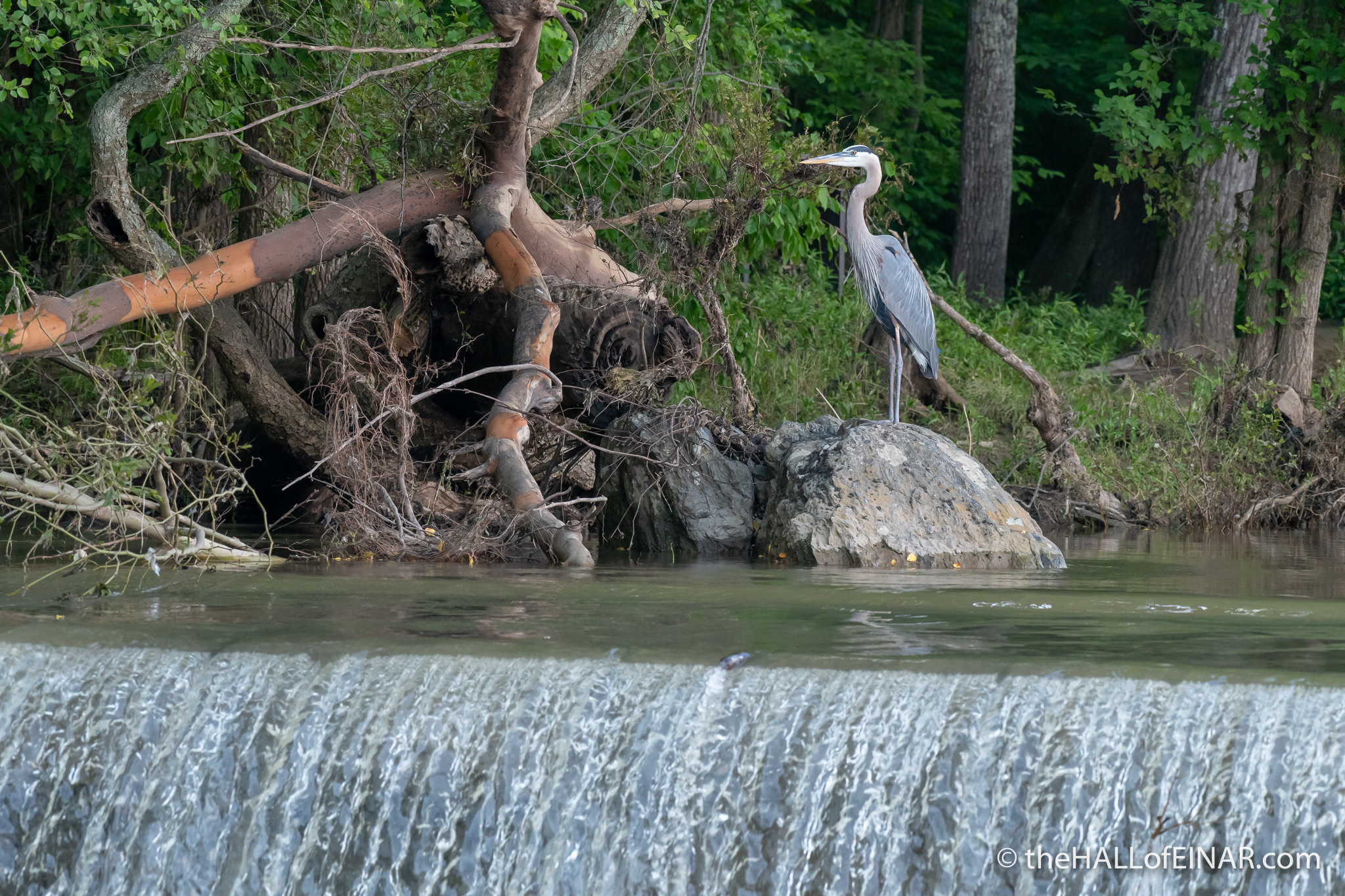 Great Blue Heron at Great Falls - The Hall of Einar - photograph (c) David Bailey (not the)