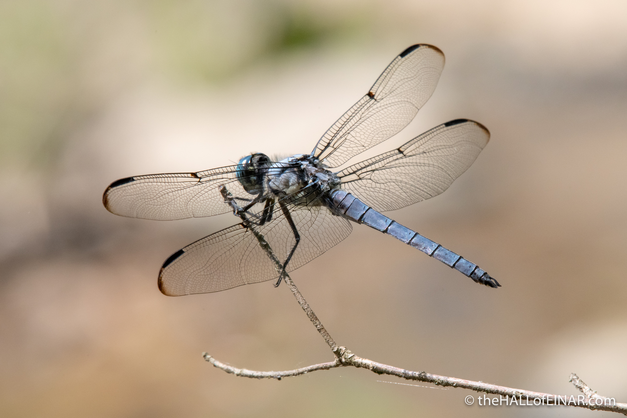 Great Blue Skimmer - Libellula vibrans - The Hall of Einar - photograph (c) David Bailey (not the)