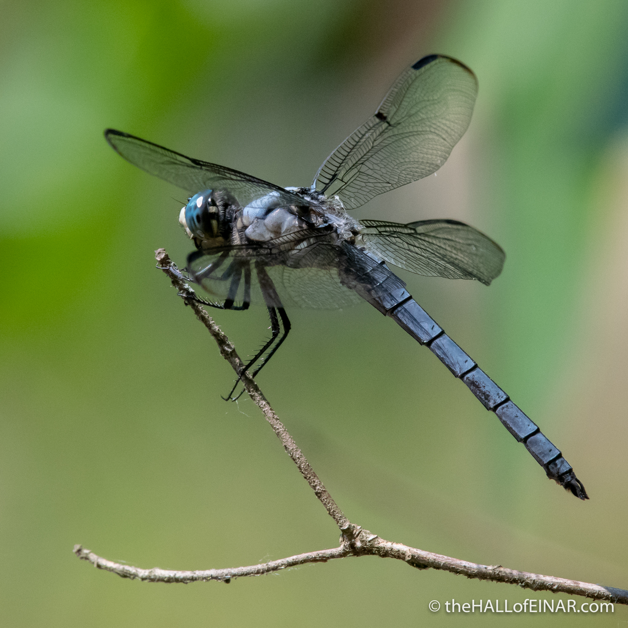 Great Blue Skimmer - Libellula vibrans - The Hall of Einar - photograph (c) David Bailey (not the)