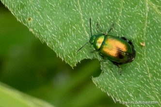 Green Dock Beetle - The Hall of Einar - photograph (c) David Bailey (not the)