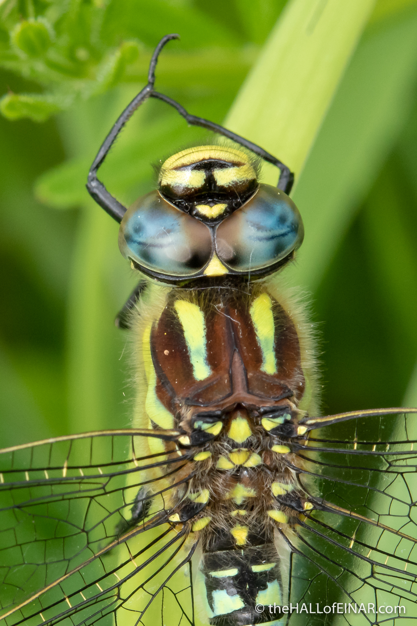 Hairy Dragonfly - The Hall of Einar - photograph (c) David Bailey (not the)