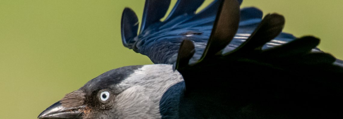 Jackdaw - Dove Stone - The Hall of Einar - photograph (c) David Bailey (not the)