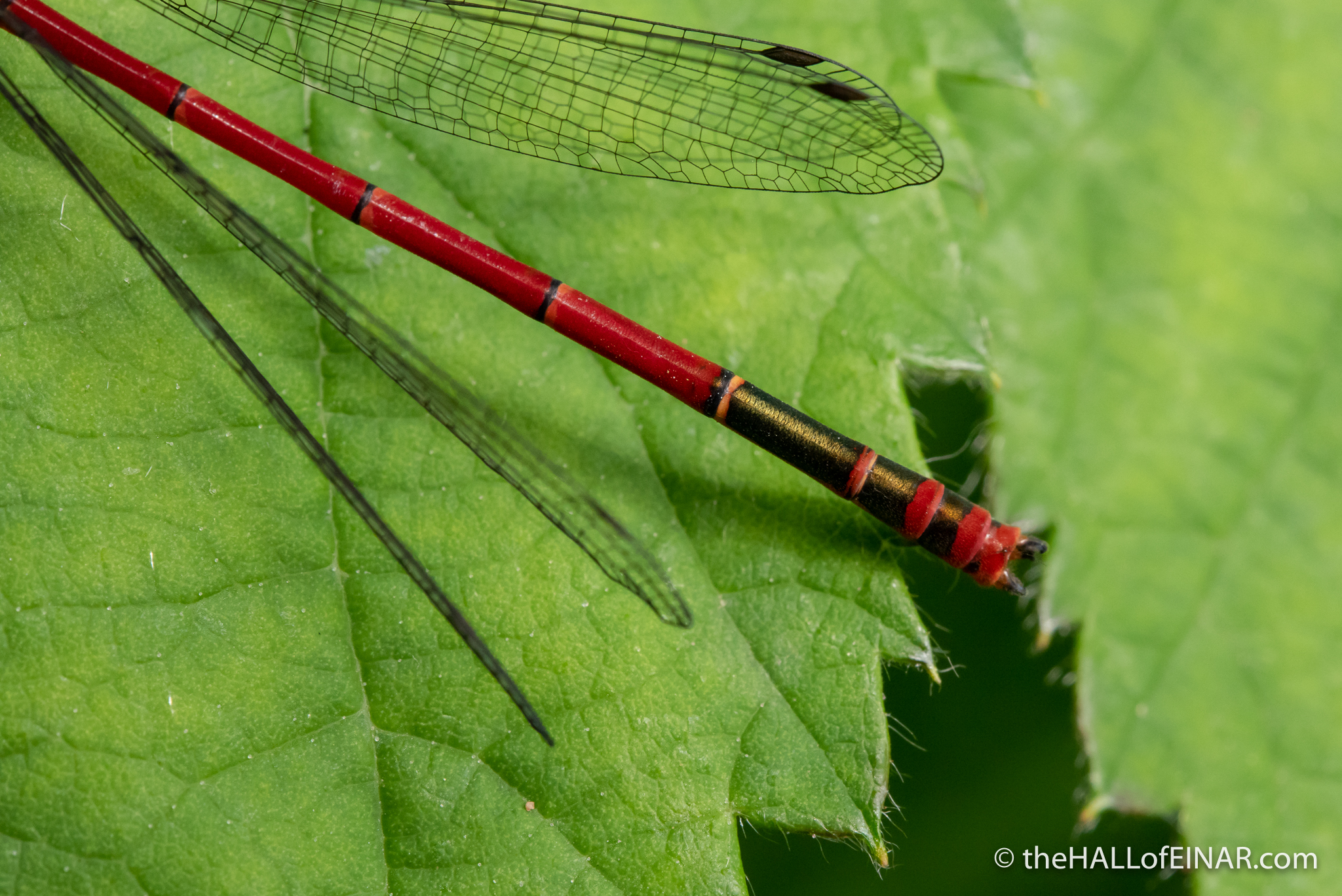 Large Red Damselfly - The Hall of Einar - photograph (c) David Bailey (not the)