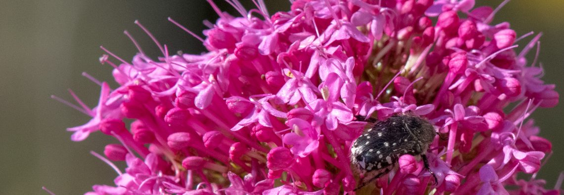 Mediterranean Spotted Chafer - The Hall of Einar - photograph (c) David Bailey (not the)