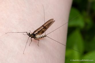 Mayfly - The Hall of Einar - photograph (c) David Bailey (not the)