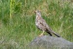 Mistle Thrush - Dove Stone - The Hall of Einar - photograph (c) David Bailey (not the)