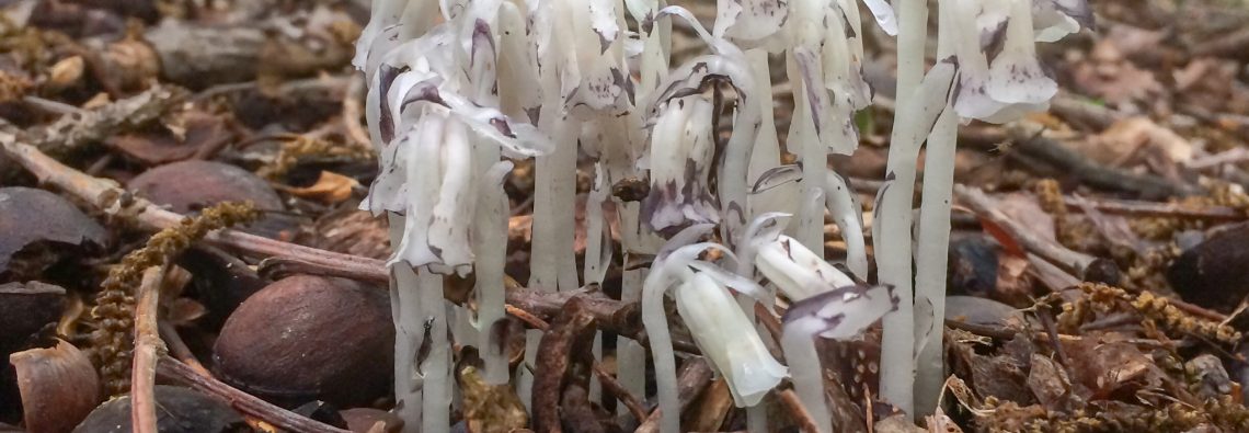 Monotropa uniflora - The Hall of Einar - photograph (c) David Bailey (not the)