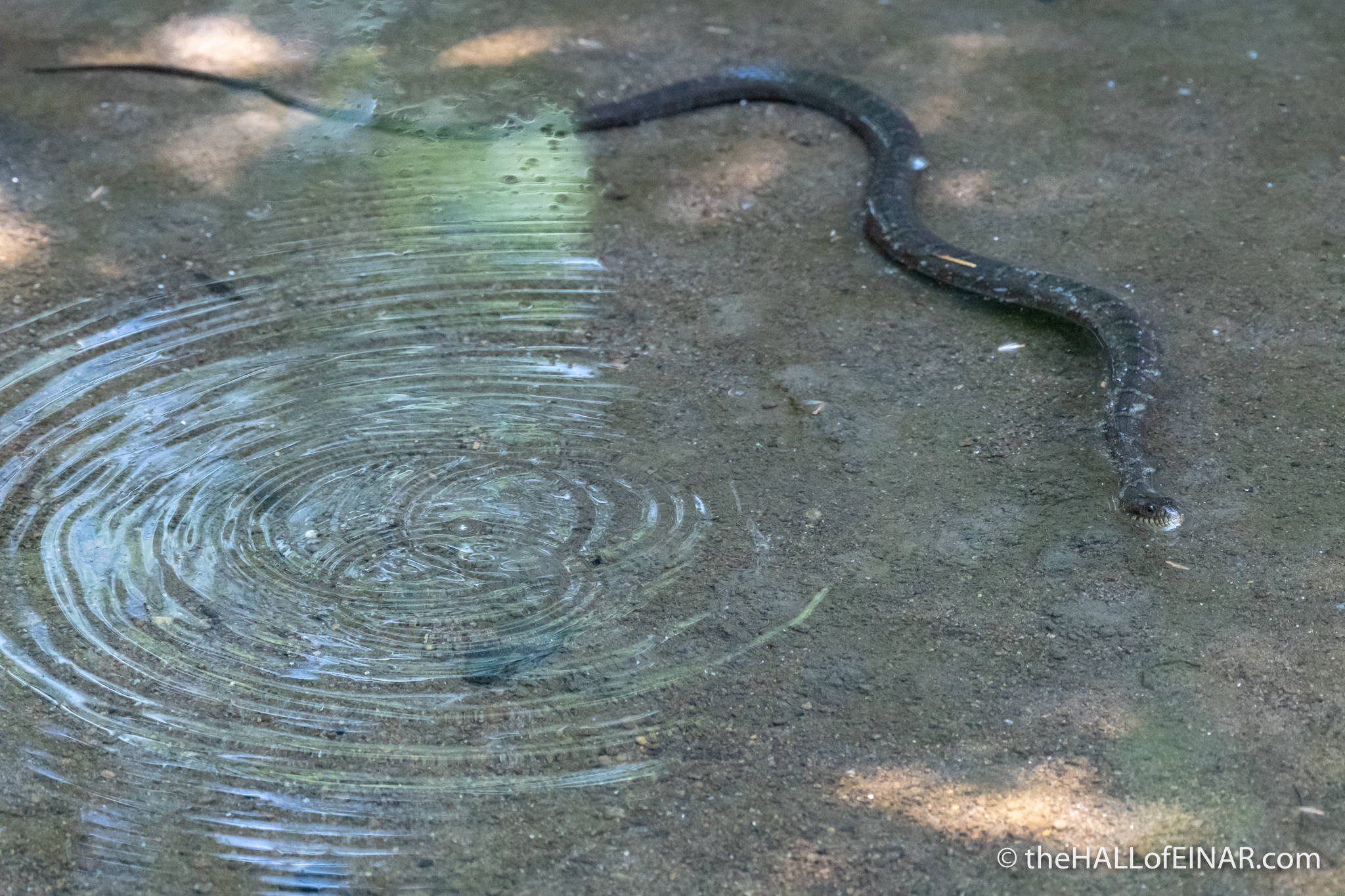 Northern Watersnake - The Hall of Einar - photograph (c) David Bailey (not the)