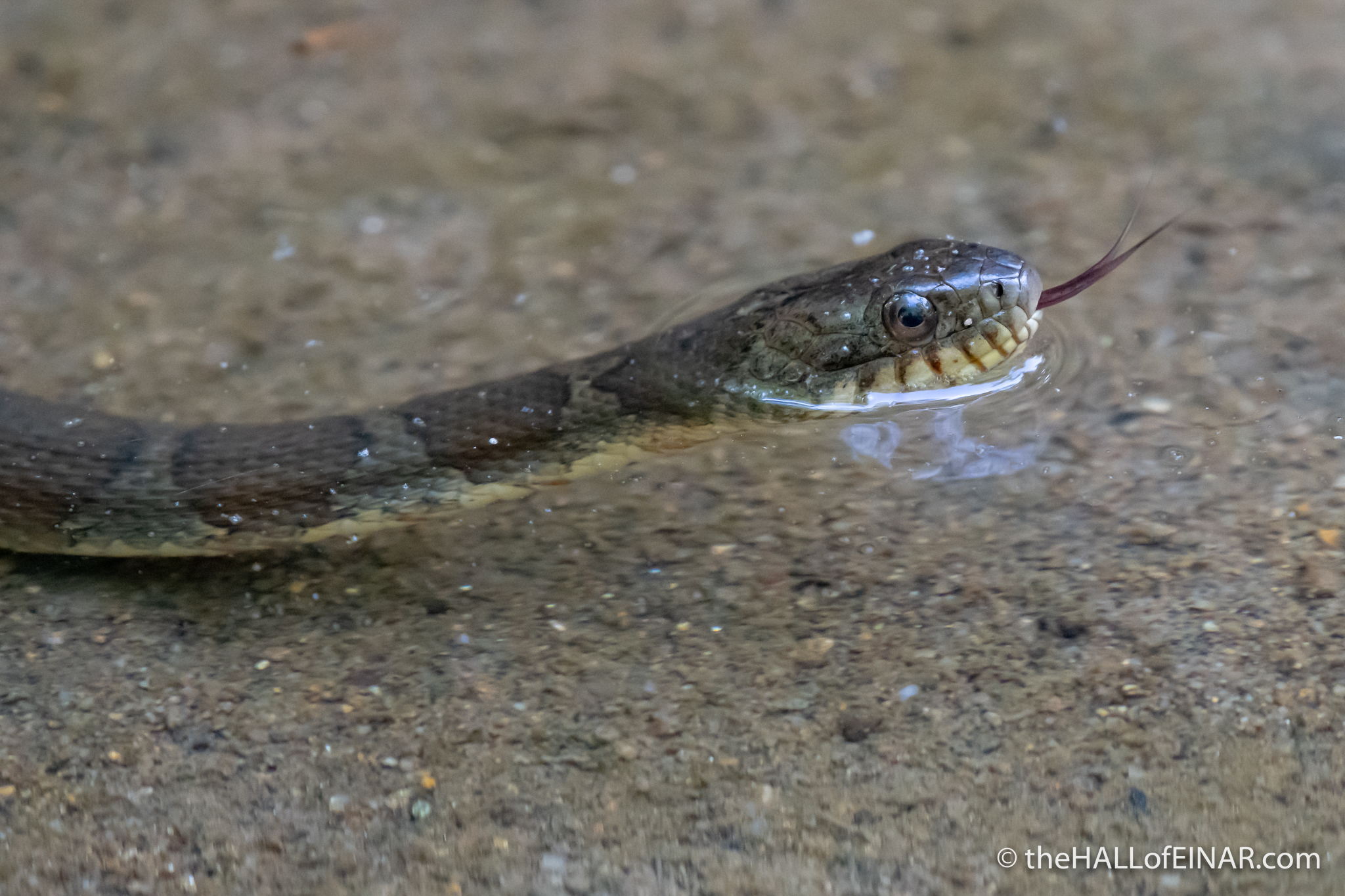 Northern Watersnake - The Hall of Einar - photograph (c) David Bailey (not the)
