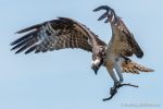 Osprey at Belle Haven Marina - The Hall of Einar - photograph (c) David Bailey (not the)