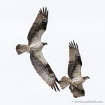 Osprey at Belle Haven Marina - The Hall of Einar - photograph (c) David Bailey (not the)