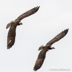 Osprey at Belle Haven Marina - The Hall of Einar - photograph (c) David Bailey (not the)