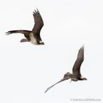 Osprey at Belle Haven Marina - The Hall of Einar - photograph (c) David Bailey (not the)