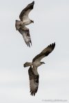 Osprey at Belle Haven Marina - The Hall of Einar - photograph (c) David Bailey (not the)