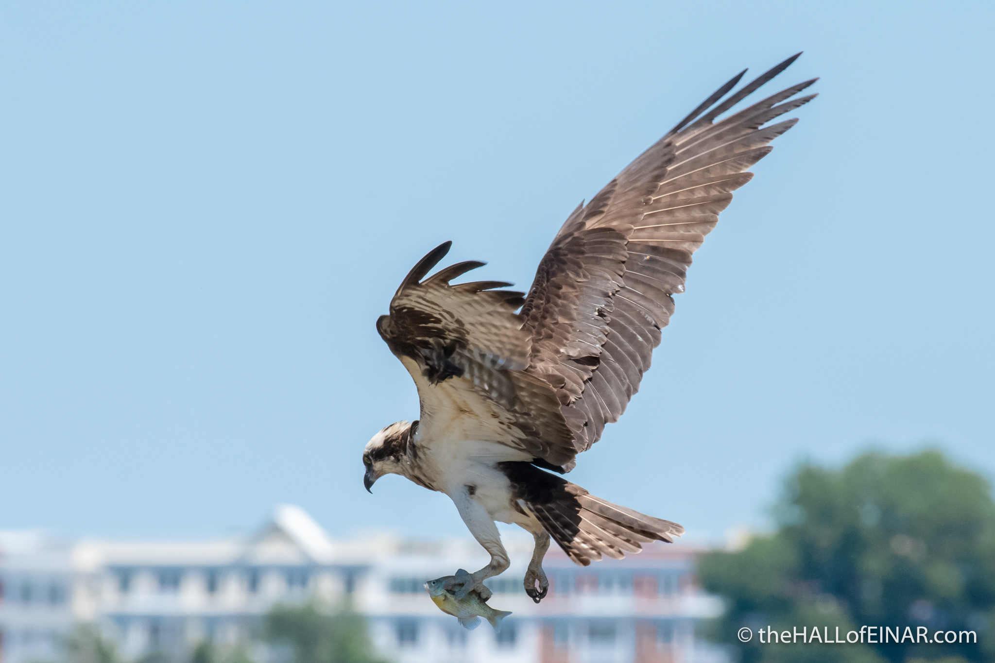 Osprey nest at Belle Haven Marina - The Hall of Einar - photograph (c) David Bailey (not the)