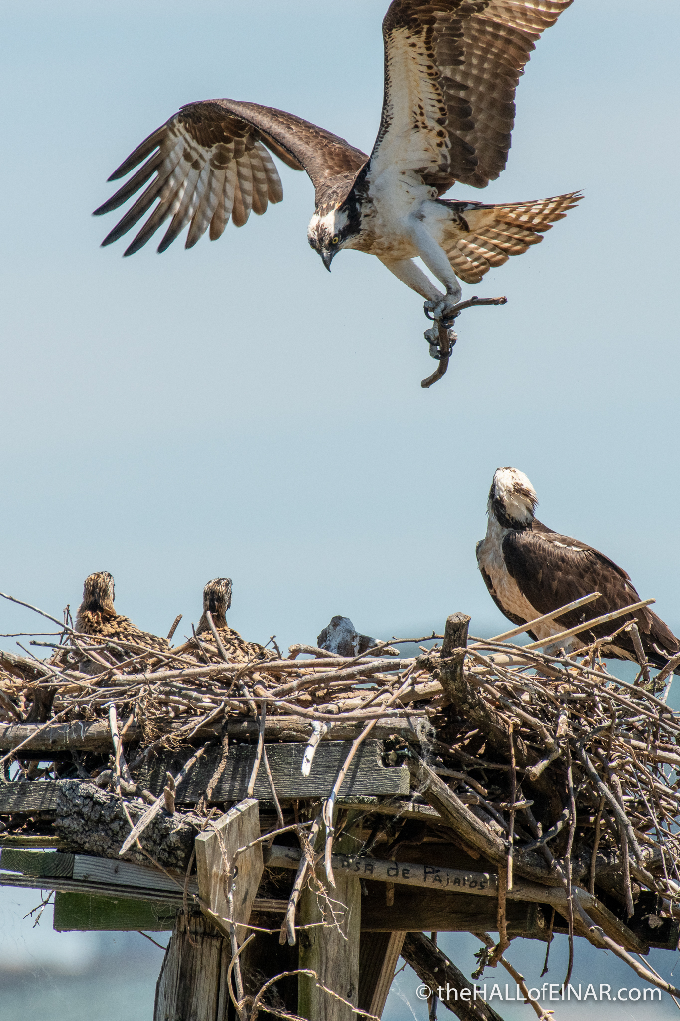 Osprey nest at Belle Haven Marina - The Hall of Einar - photograph (c) David Bailey (not the)