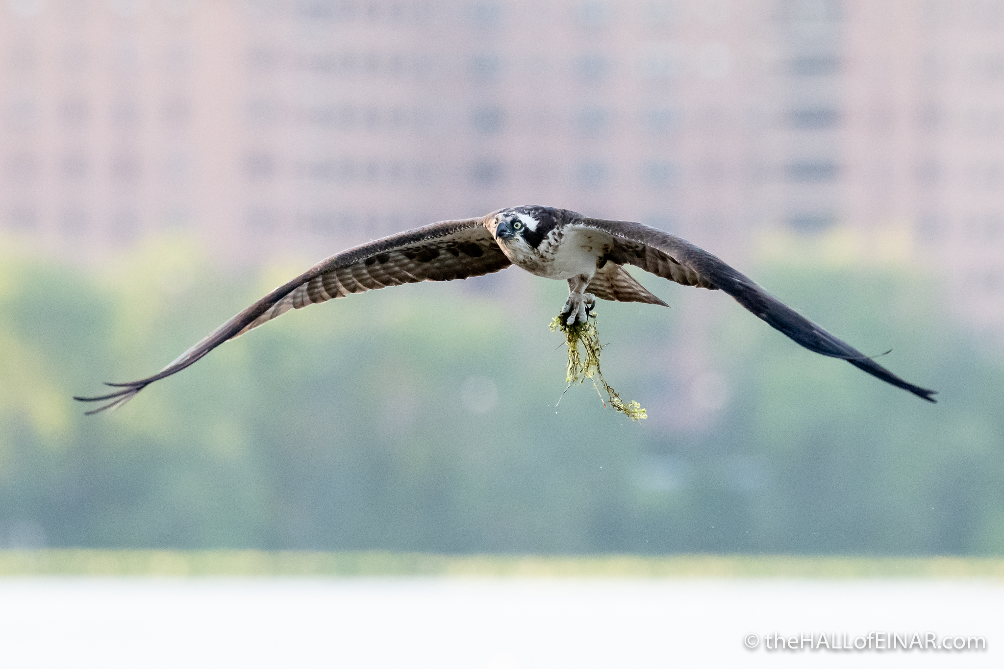 Osprey at Belle Haven Marina - The Hall of Einar - photograph (c) David Bailey (not the)