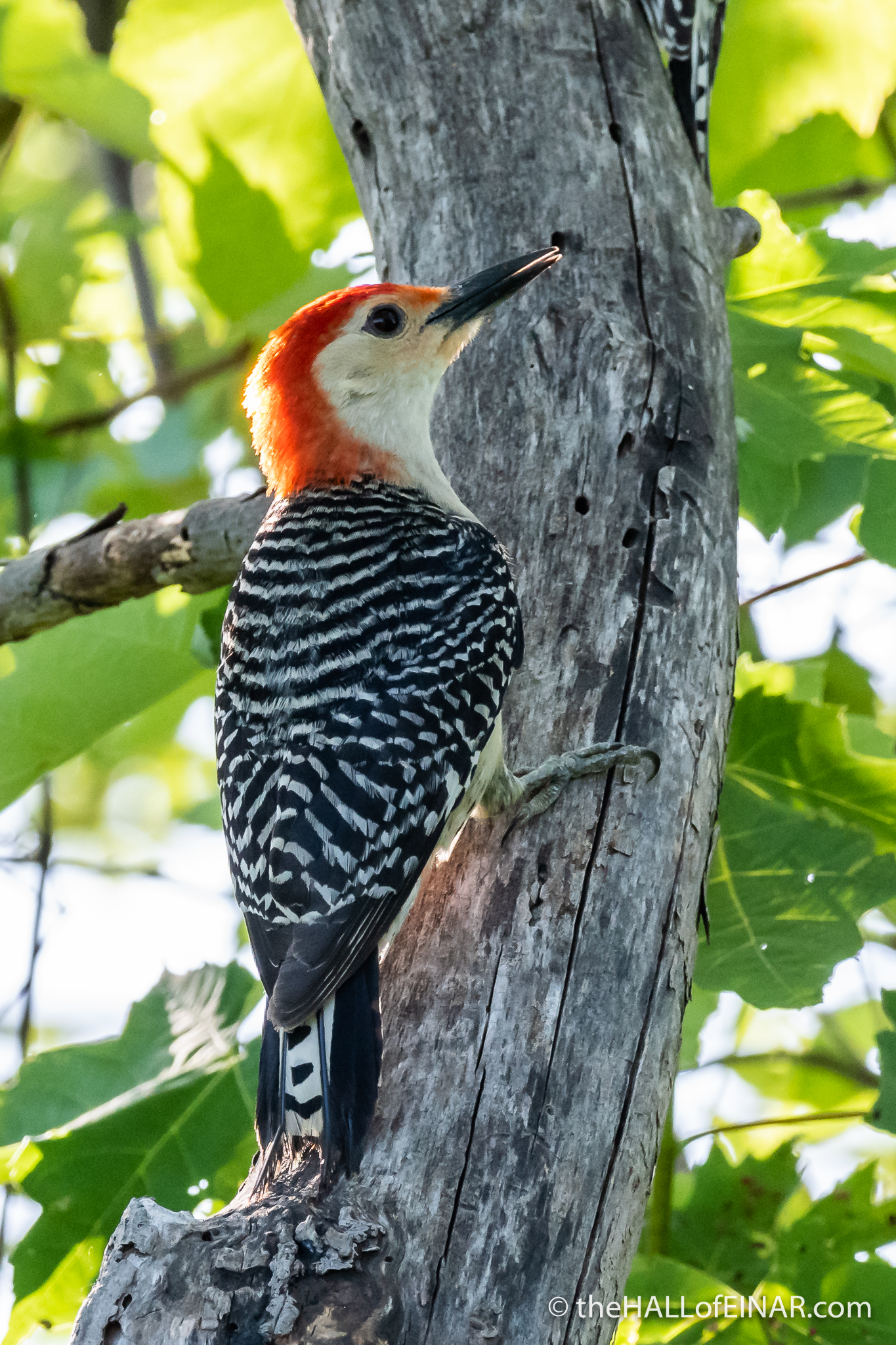 Red Bellied Woodpecker - The Hall of Einar - photograph (c) David Bailey (not the)
