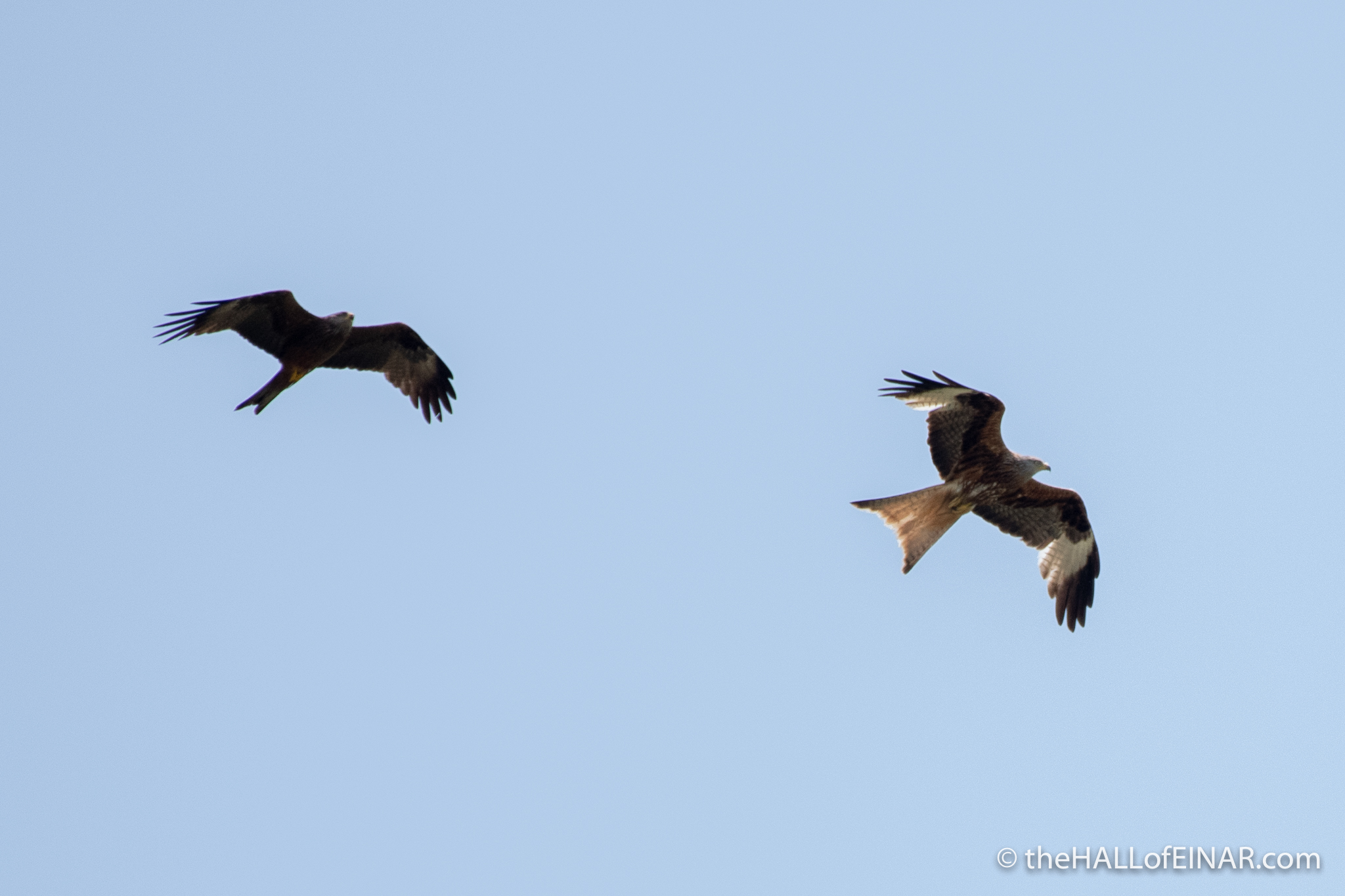 Red Kite and Black Kite - The Hall of Einar - photograph (c) David Bailey (not the)