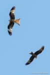Red Kite and Black Kite - The Hall of Einar - photograph (c) David Bailey (not the)