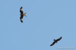 Red Kite and Black Kite - The Hall of Einar - photograph (c) David Bailey (not the)