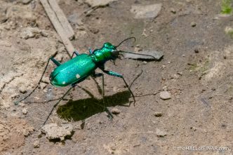 Six Spotted Tiger Beetle - The Hall of Einar - photograph (c) David Bailey (not the)