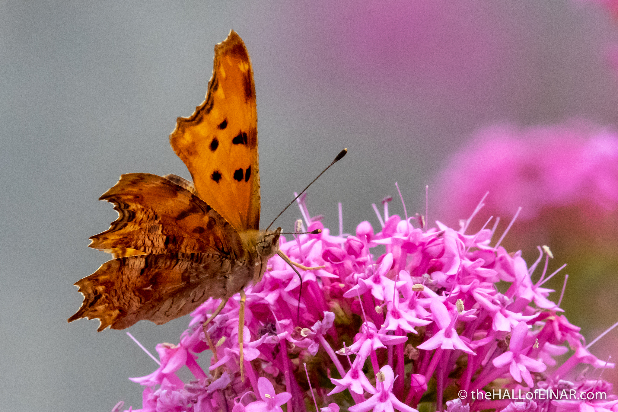 Southern Comma - Matera - The Hall of Einar - photograph (c) David Bailey (not the)