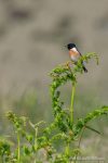 Stonechat - Dove Stone - The Hall of Einar - photograph (c) David Bailey (not the)