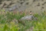 Stonechat - Dove Stone - The Hall of Einar - photograph (c) David Bailey (not the)