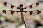 Twelve-Spotted Skimmer - The Hall of Einar - photograph (c) David Bailey (not the)