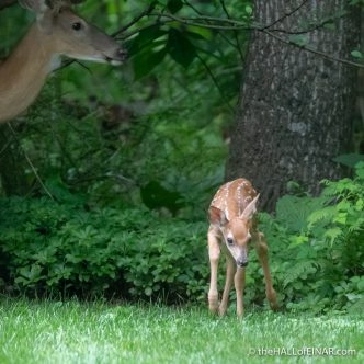 White-Tailed Deer - The Hall of Einar - photograph (c) David Bailey (not the)