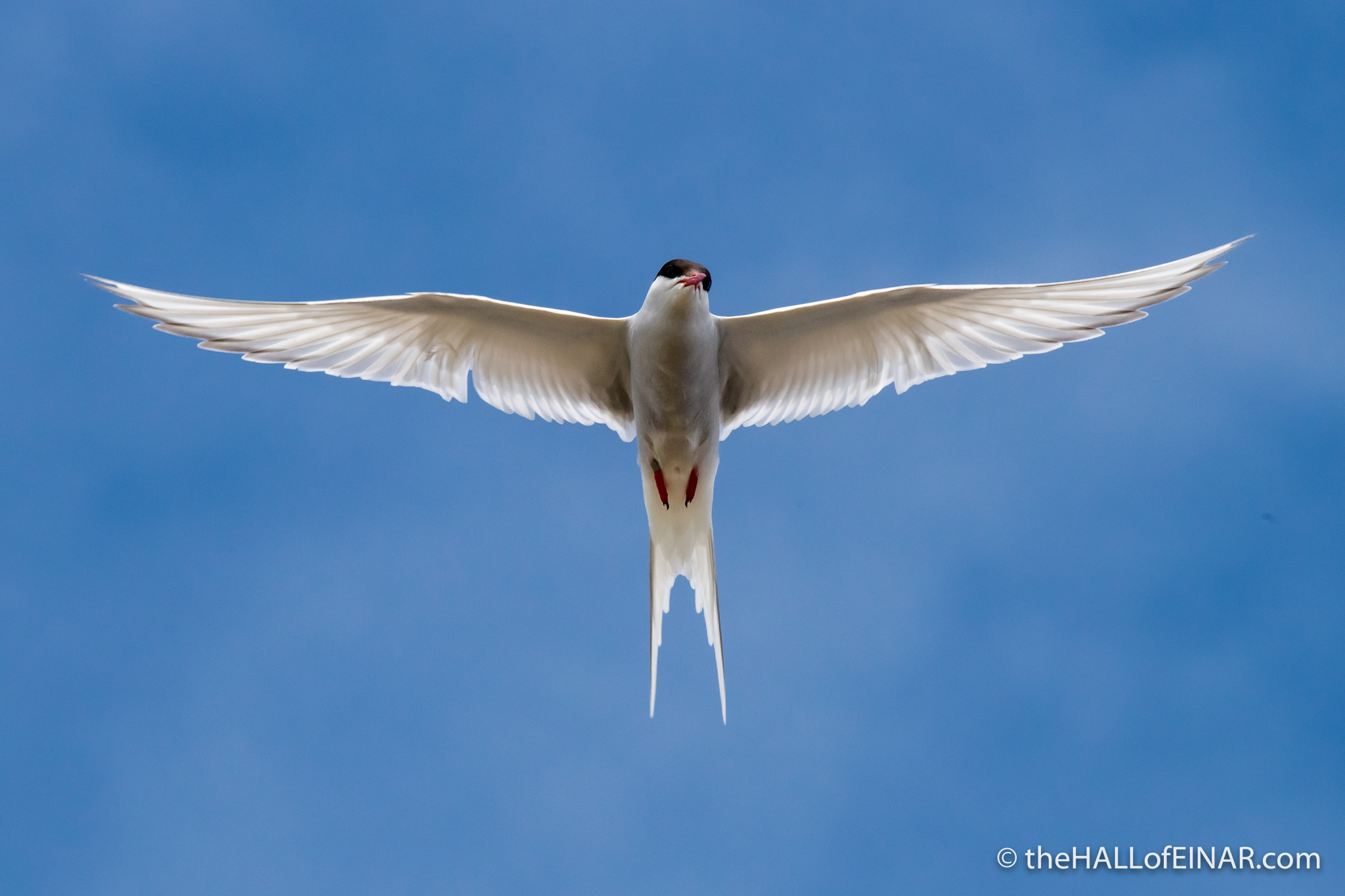 Arctic Tern - The Hall of Einar - photograph (c) David Bailey (not the)
