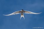 Arctic Tern - The Hall of Einar - photograph (c) David Bailey (not the)