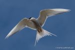 Arctic Tern - The Hall of Einar - photograph (c) David Bailey (not the)