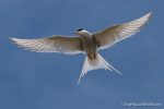 Arctic Tern - The Hall of Einar - photograph (c) David Bailey (not the)