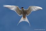 Arctic Tern - The Hall of Einar - photograph (c) David Bailey (not the)