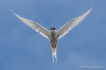 Arctic Tern - The Hall of Einar - photograph (c) David Bailey (not the)