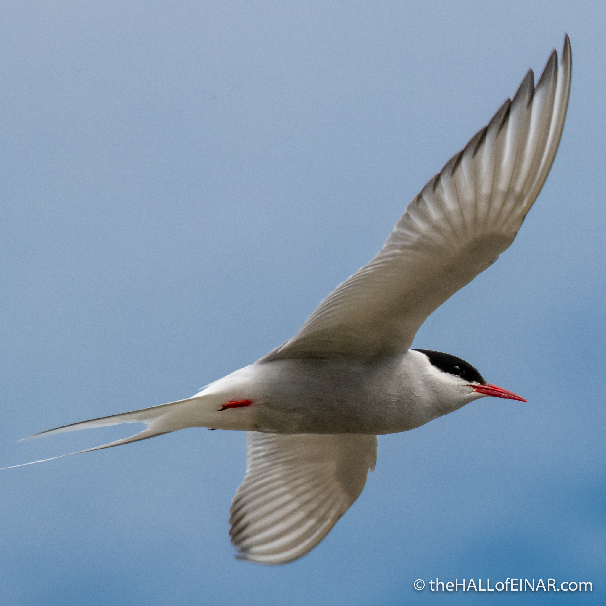 Arctic Tern - The Hall of Einar - photograph (c) David Bailey (not the)