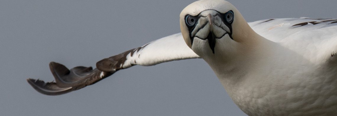 Gannets - The Hall of Einar - photograph (c) David Bailey (not the)