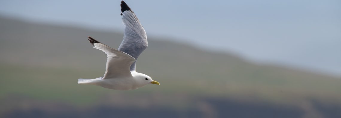 Kittiwake - The Hall of Einar - photograph (c) David Bailey (not the)