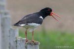 Oystercatcher - The Hall of Einar - photograph (c) David Bailey (not the)