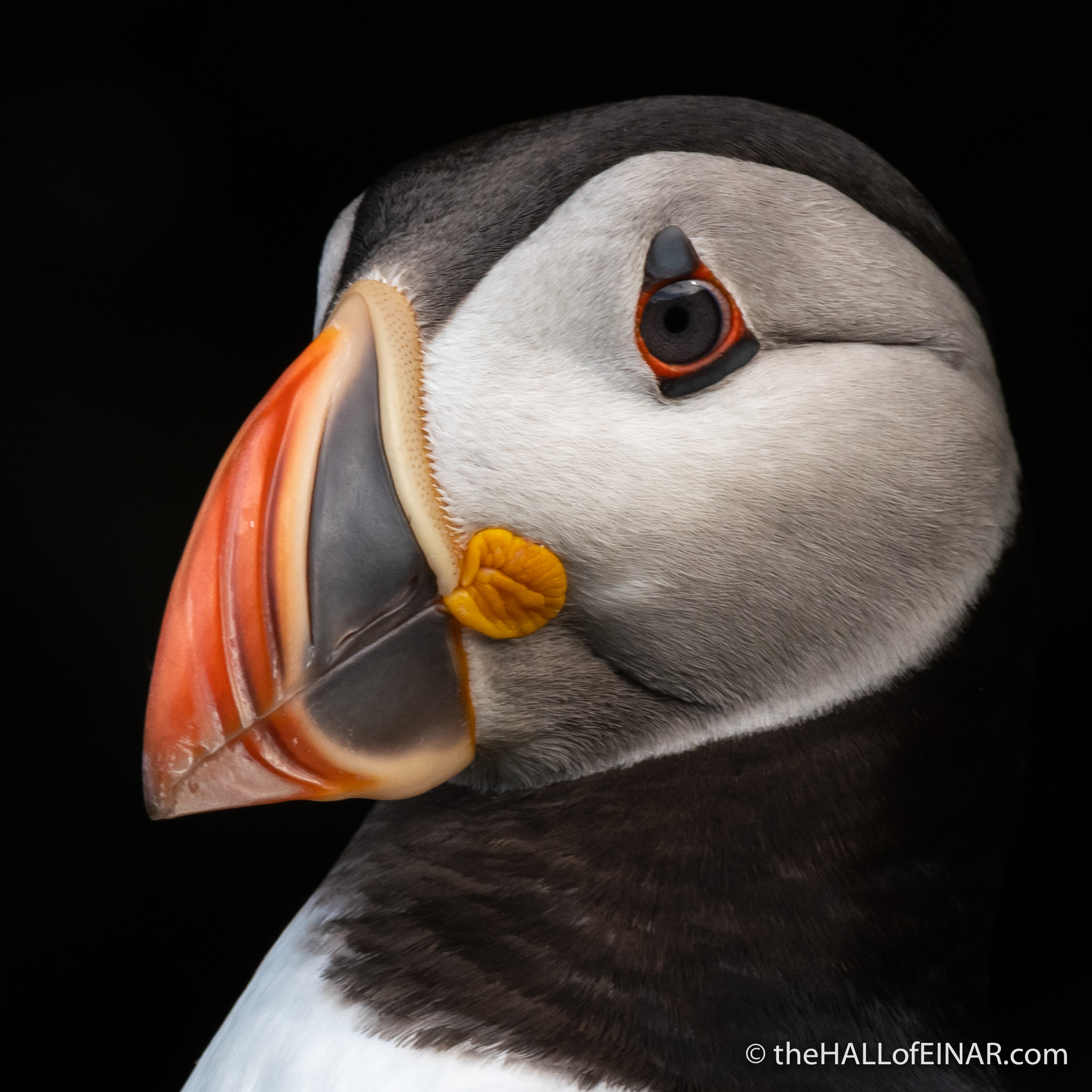 Puffin - The Hall of Einar - photograph (c) David Bailey (not the)