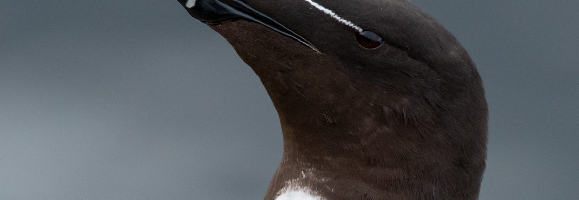 Razorbill - The Hall of Einar - photograph (c) David Bailey (not the)