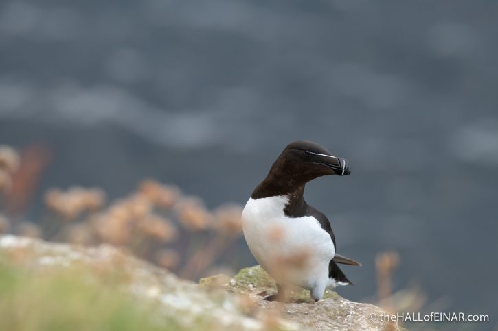 Razorbill - The Hall of Einar - photograph (c) David Bailey (not the)