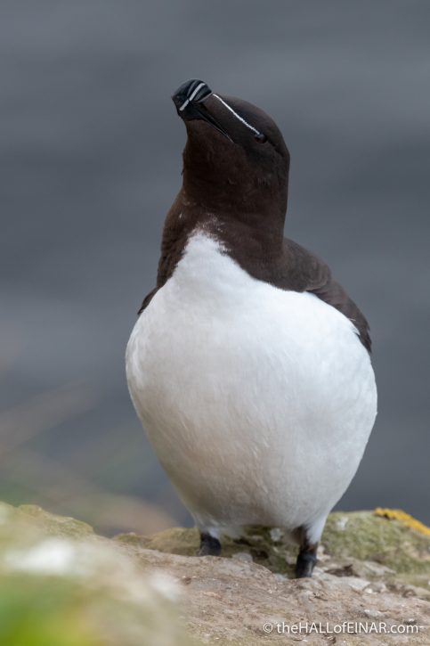 Razorbill - The Hall of Einar - photograph (c) David Bailey (not the)