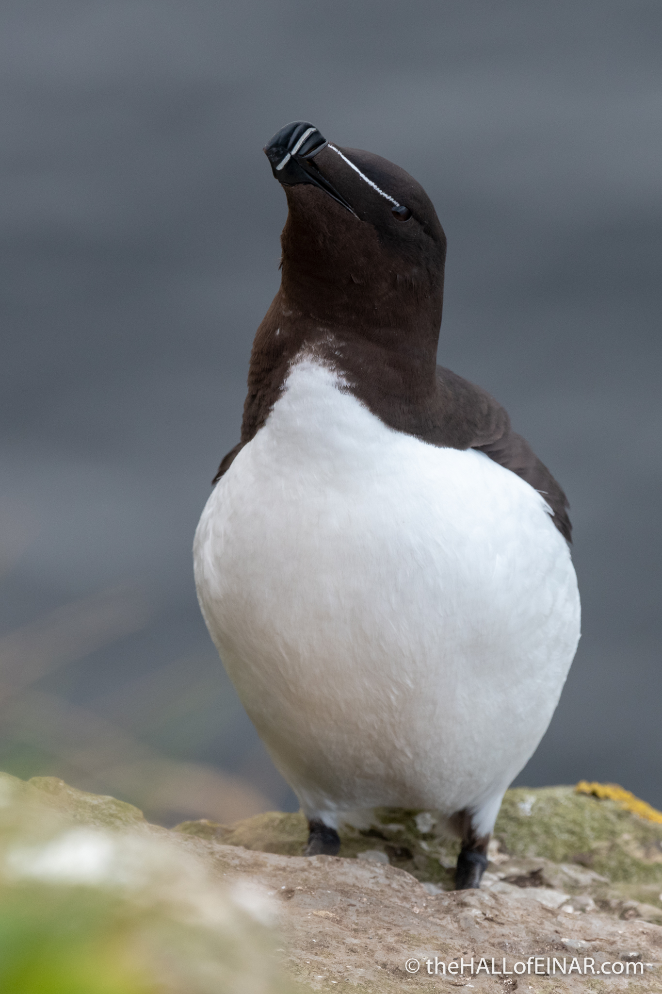 Razorbills – David at the HALL of EINAR