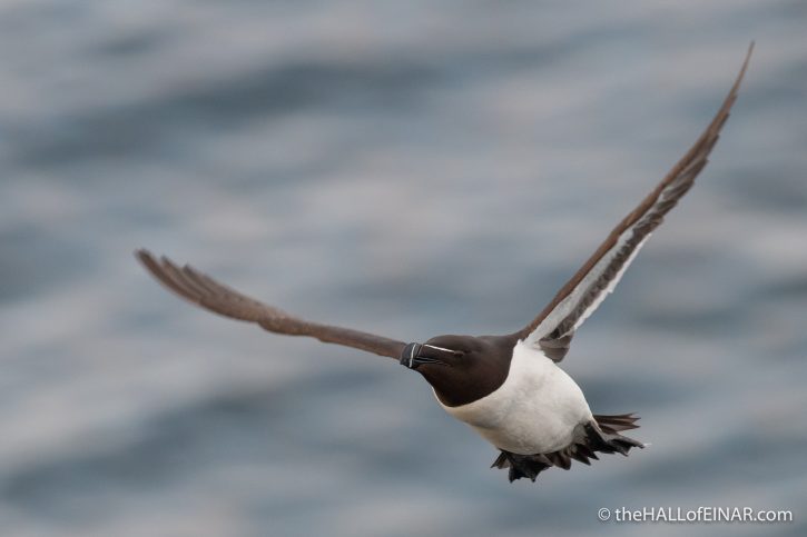 Razorbill - The Hall of Einar - photograph (c) David Bailey (not the)