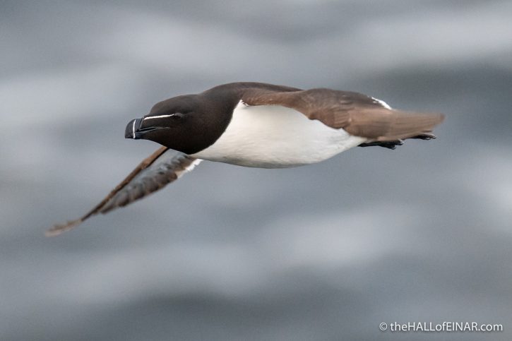 Razorbill - The Hall of Einar - photograph (c) David Bailey (not the)