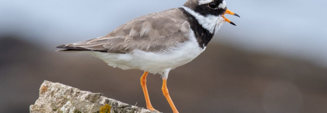 Ringed Plover - The Hall of Einar - photograph (c) David Bailey (not the)