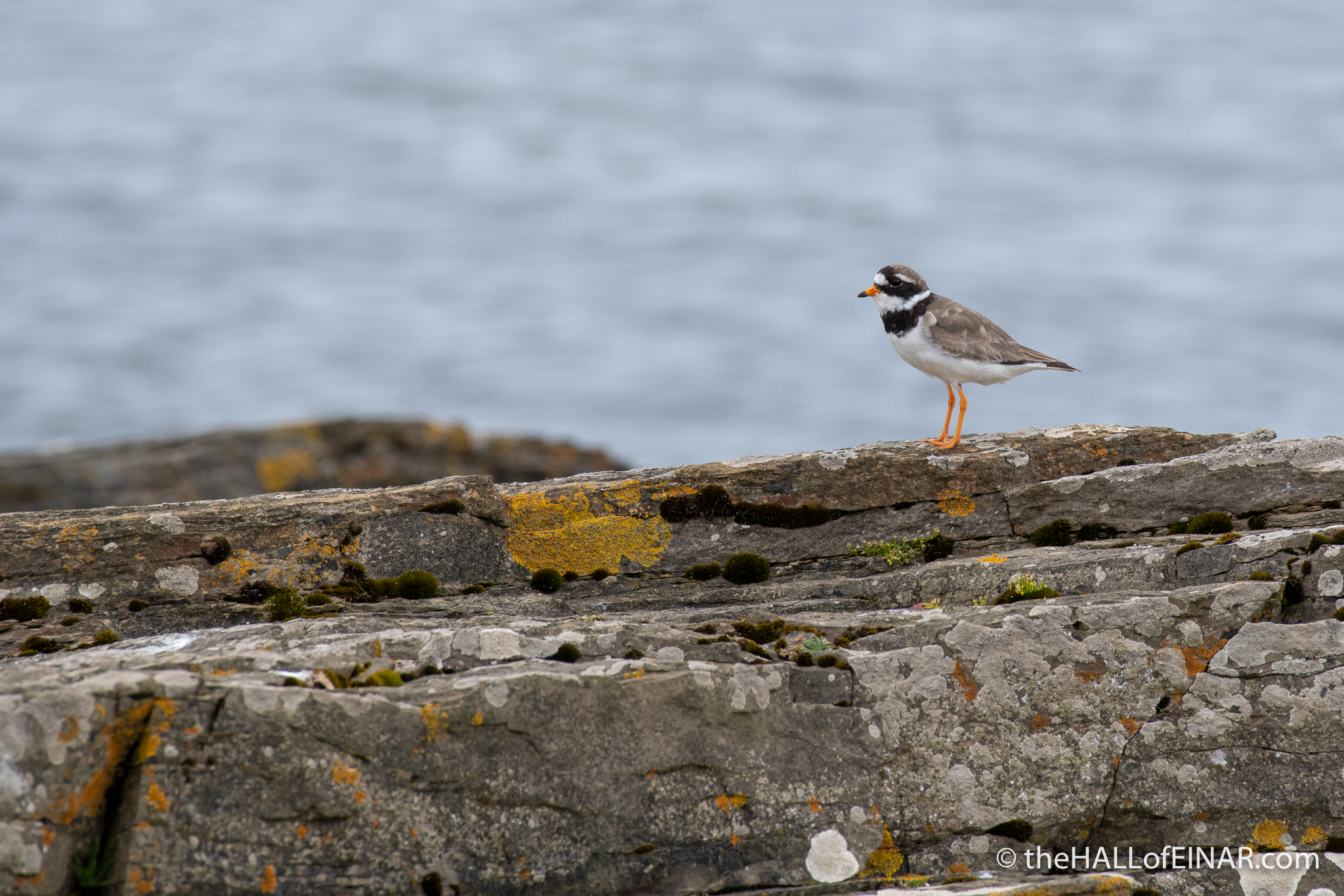 Ringed Plover - The Hall of Einar - photograph (c) David Bailey (not the)